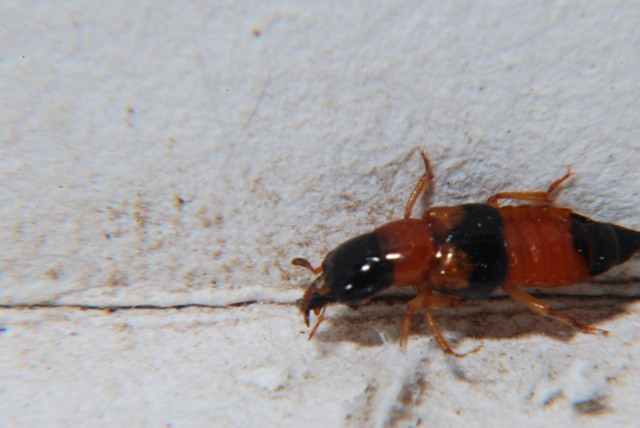Oxyporus rufus